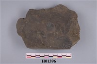 藏品(明海扇)的圖片